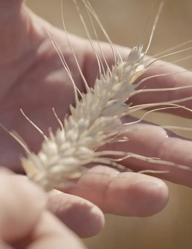 Hånd som holder korn.