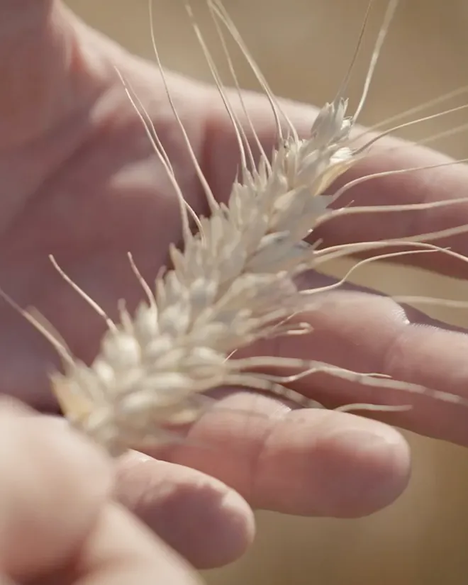 Close-up of wheat stalks