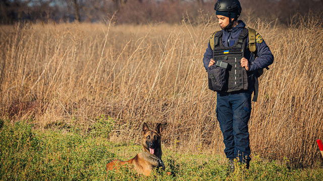 Minerydding med hund i Ukraina