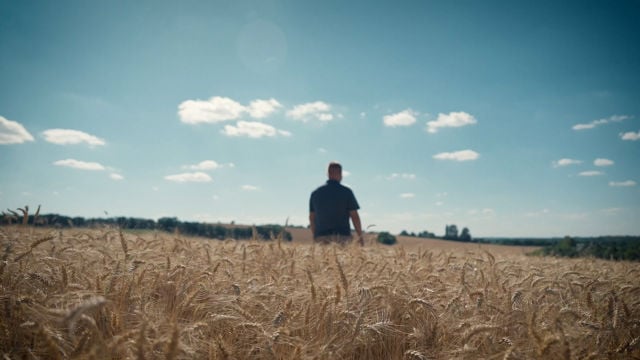 Man stands alone in a large cornfield.