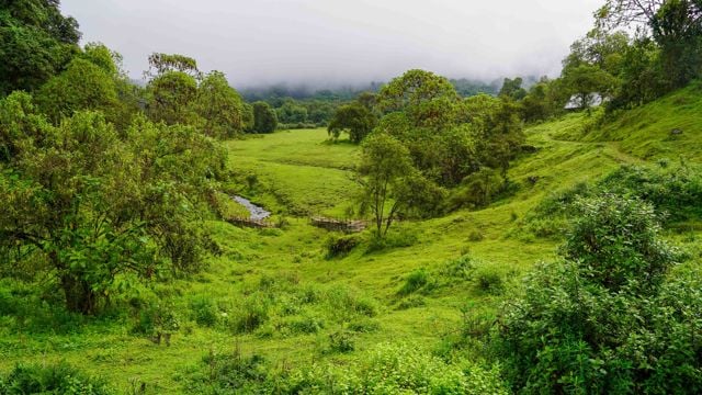 Lush green rainforest