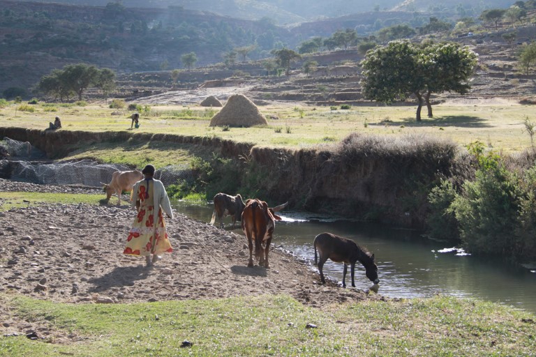 Landbruk i Etiopia