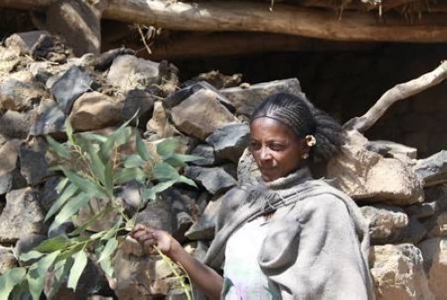 Forests provide important resources in Tigray, Etiopia