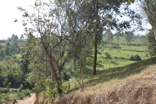 Landskap fra byen Kabale i Uganda