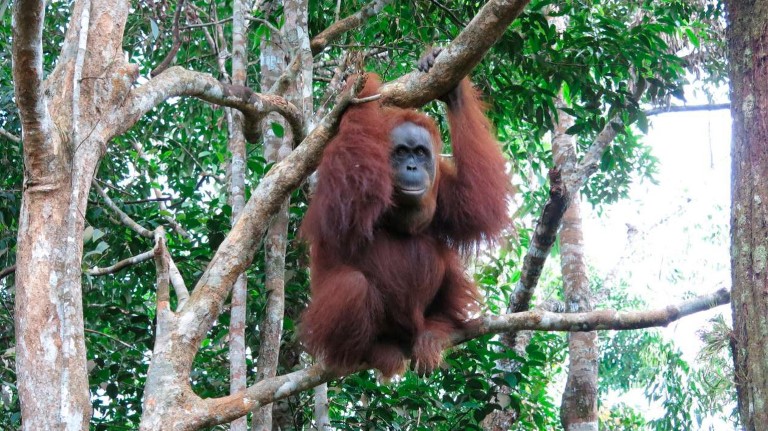 Adult orangutang clings to tree inside the Leuser ecosystem. 